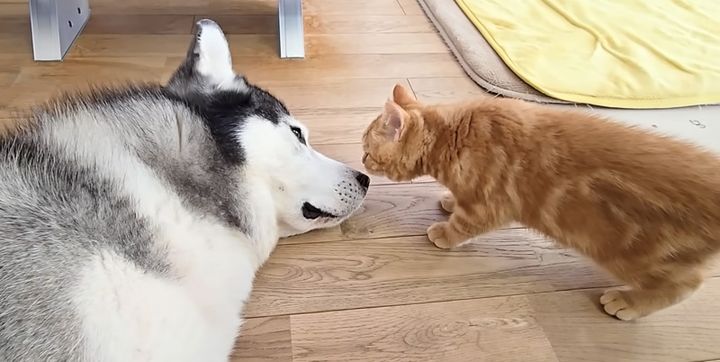 ハスキー犬を心配する子猫