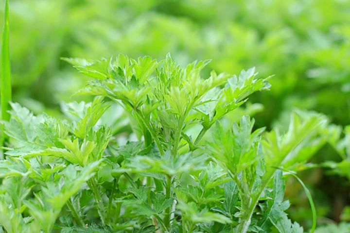 ▲葉の裏に白い綿毛が生えているのがヨモギの特徴。この綿毛を集めたものがお灸のもぐさです。