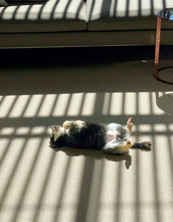 観月ありささんの愛犬、ポメラニアンのルナちゃん