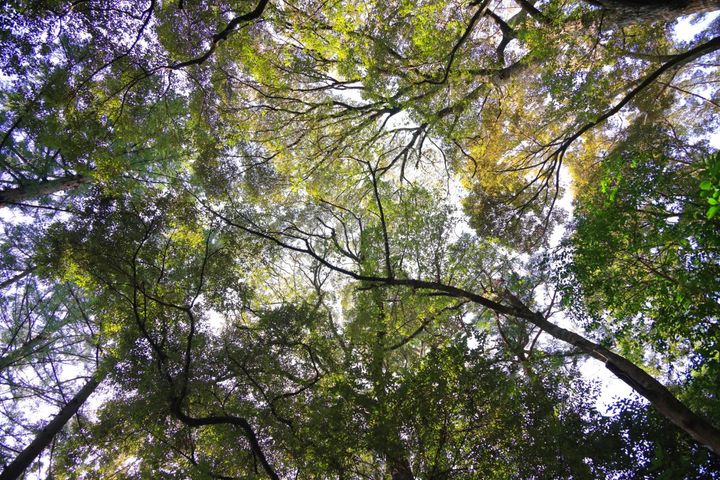 時折、風が木々を揺らす音に包まれる。内宮で。