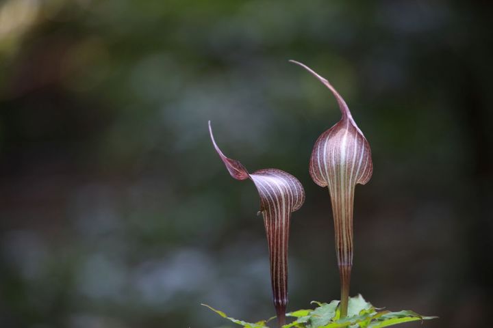 内宮の宮域内にも、小さな自然が息づいている。