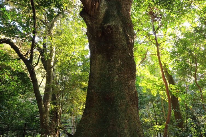 外宮の宮域内の風景。