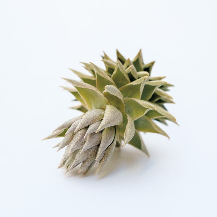 ティランジア レクリナータ