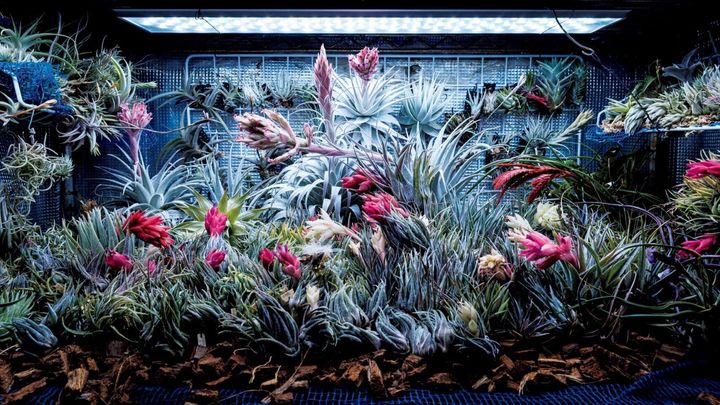 〈ティランジアガーデン〉の店内