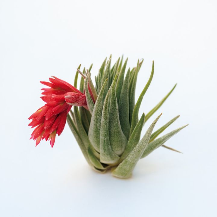 ティランジア ブラキフィラ