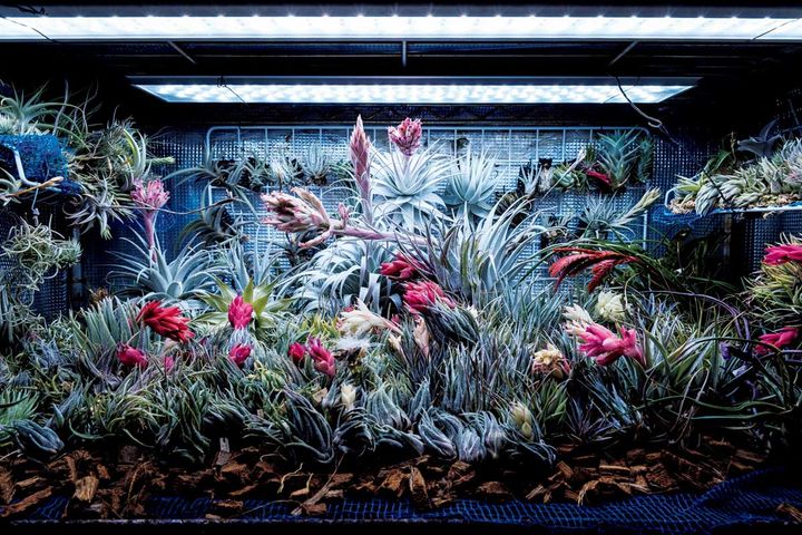 〈ティランジアガーデン〉の店内