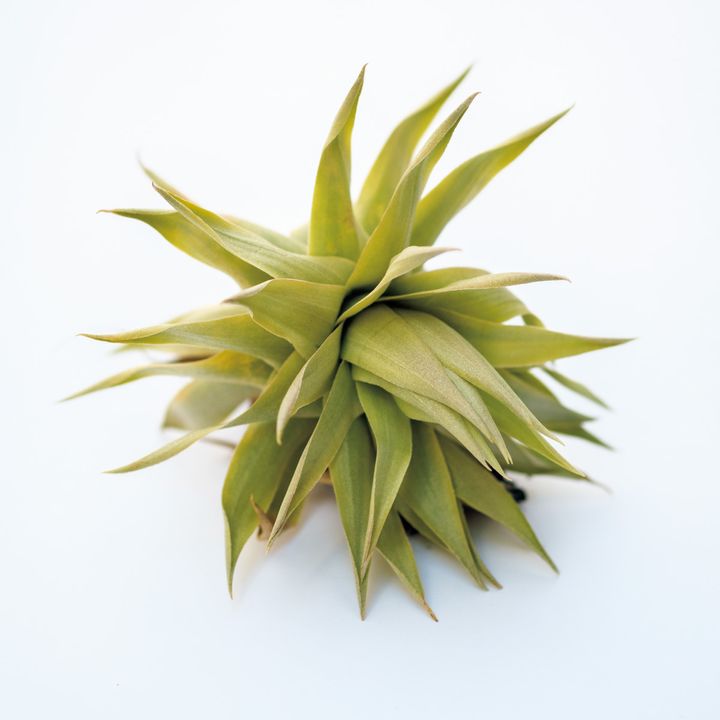 ティランジア グラジエラエ