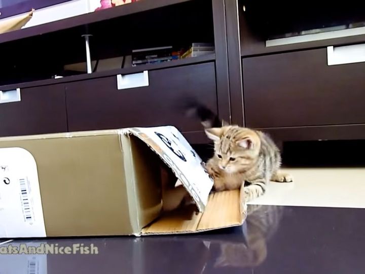 興味津々の表情を見よ！