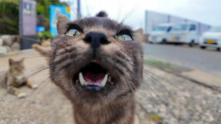 猫島で大歓迎してくれた猫