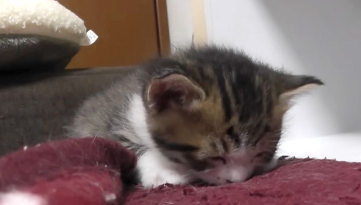 寝落ちした子猫