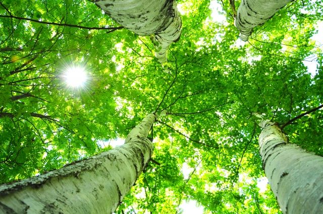 新緑の中の森林浴 イメージ