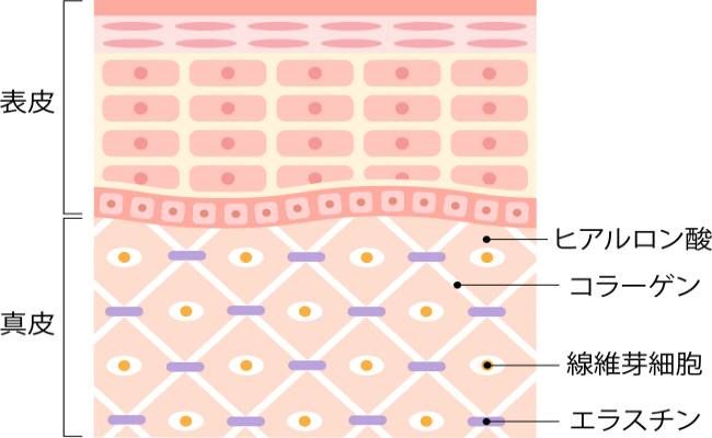 皮膚の解説イラスト