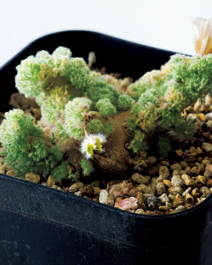 サルコカウロン ペニクリナム