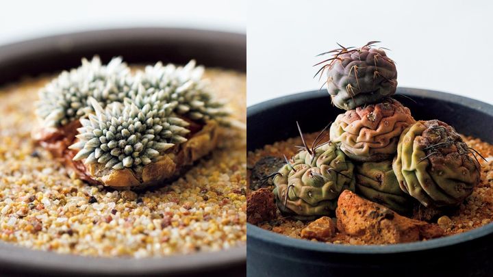 砂漠のような強い紫外線で野生株の姿を再現。LED栽培の愉しみかた