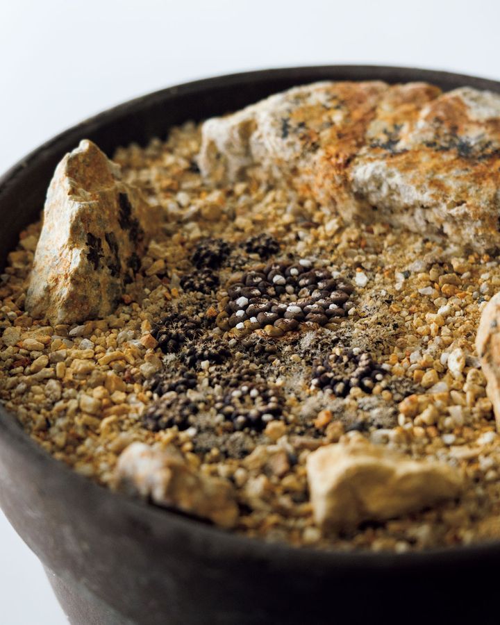 エリオシケ エスメラルダナ