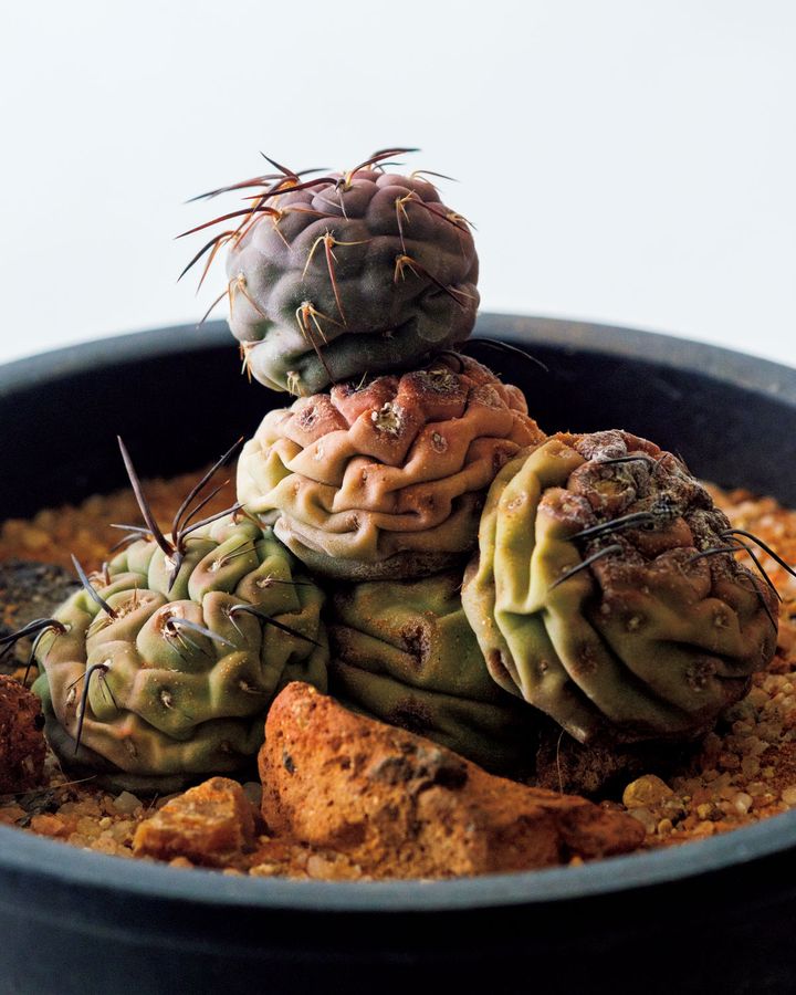 テフロカクタス アレクサンデリ（ゲオメトリクス）