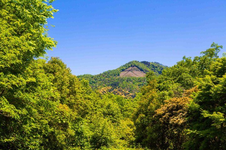 京都・吉田山の青もみじさんぽ、新緑に輝く神楽岡から京大キャンパスへ♪ 隠れ家カフェや庭園美術館も