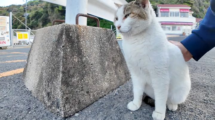 撫でられる猫