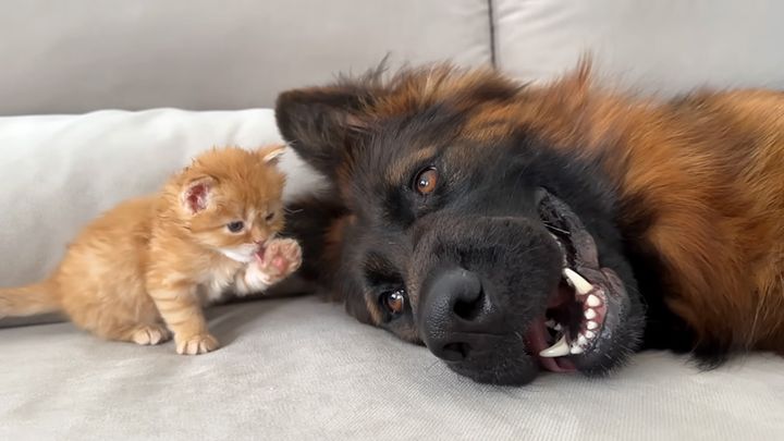 仲良しな犬と子猫