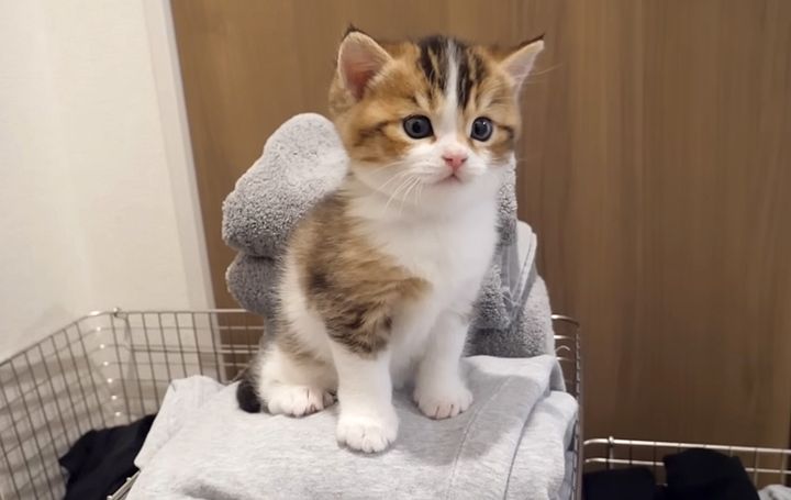 洗濯物の山の登頂した子猫