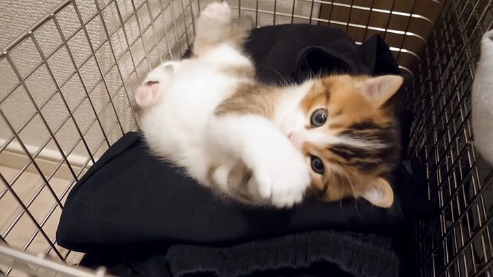 洗濯カゴの中で遊ぶ子猫
