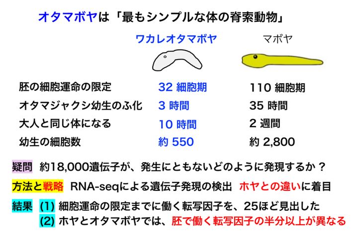 脊索動物なのにプランクトン？オタマボヤとは何者か
