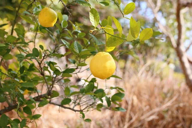 和歌山県 レモン栽培の様子