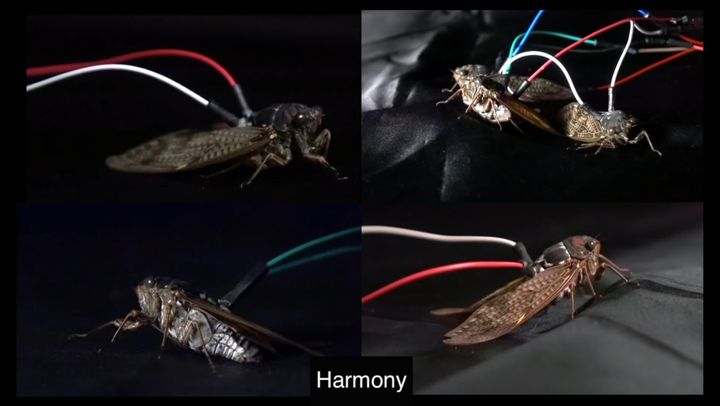 昆虫×コンピューターで生まれる新楽器
