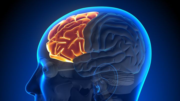 意識は知性ではなく感覚の問題か？