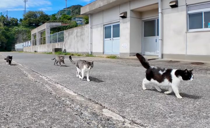 猫達と一緒に散歩