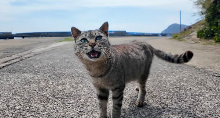 猫と一緒に散歩