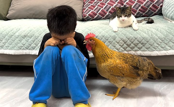泣いている男の子が気になるニワトリと猫