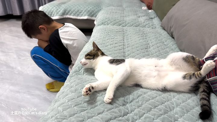 泣いている男の子が気になる猫
