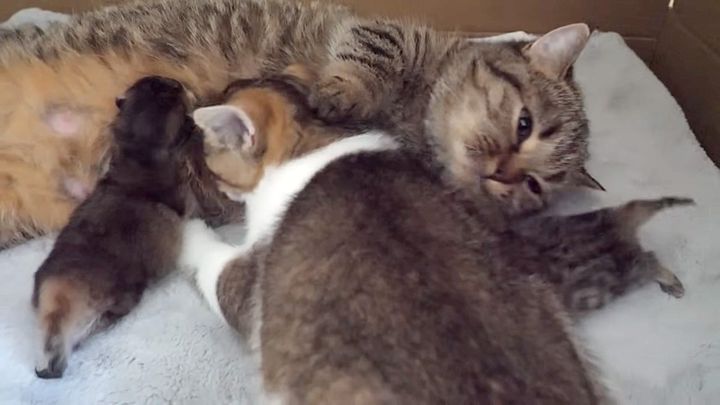 赤ちゃん返りした子猫