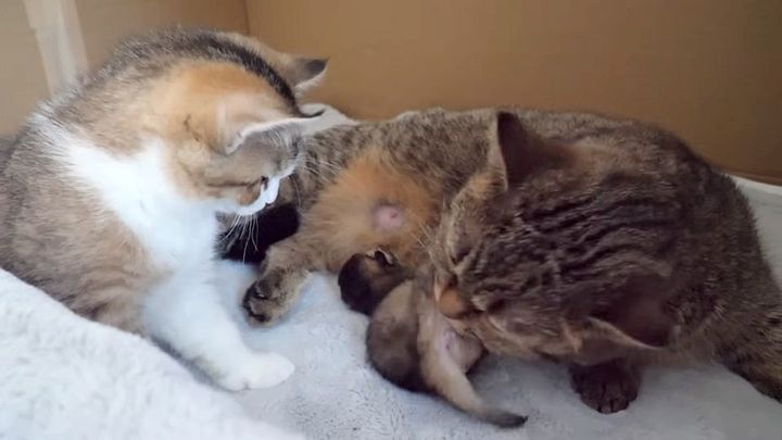 猫の親子を見つめる子猫