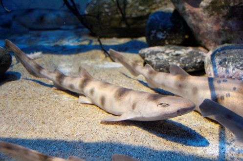 サラワクスウェルシャーク