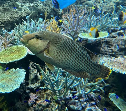 メガネモチノウオ