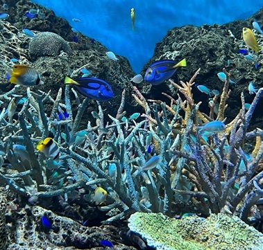 枝サンゴに集まる魚たち