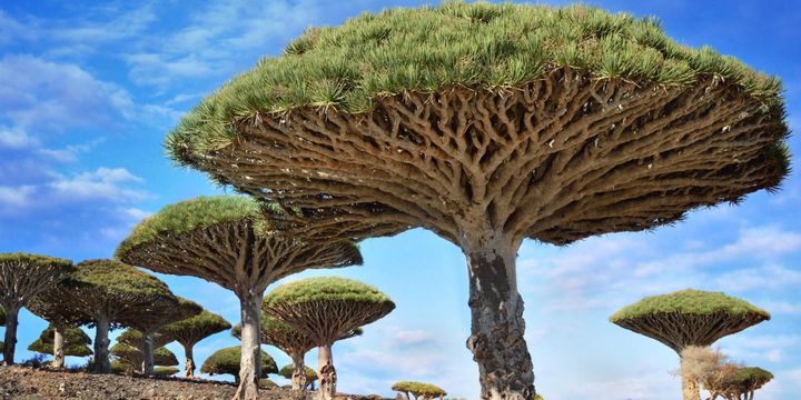 複数本の竜血樹