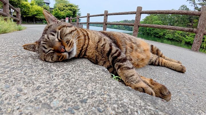 道ばたで爆睡する猫