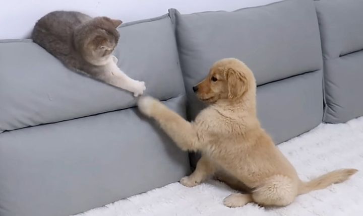 子犬の遊び相手になる猫