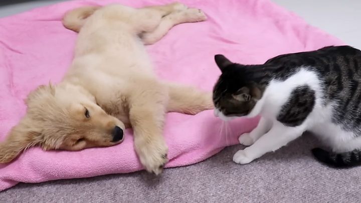 子犬の遊び相手になる猫