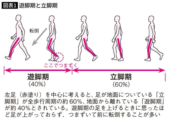 遊脚期と立脚期
