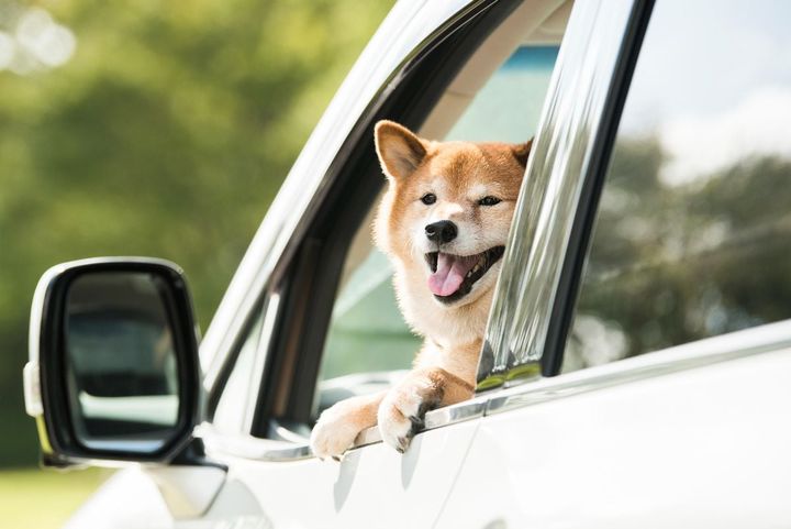 犬や猫も「車酔い」する…？