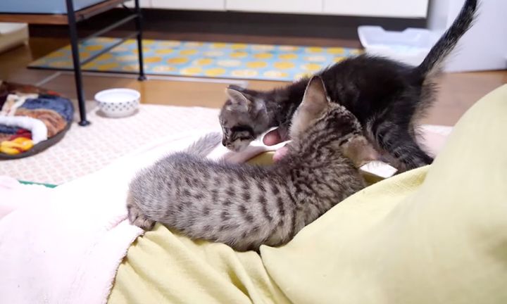 膝を巡る戦いをする子猫達