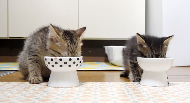 ご飯を食べる子猫達