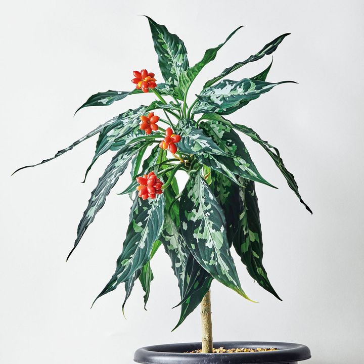 アグラオネマ ピクタム “花天狂骨（かてんきょうこつ）”