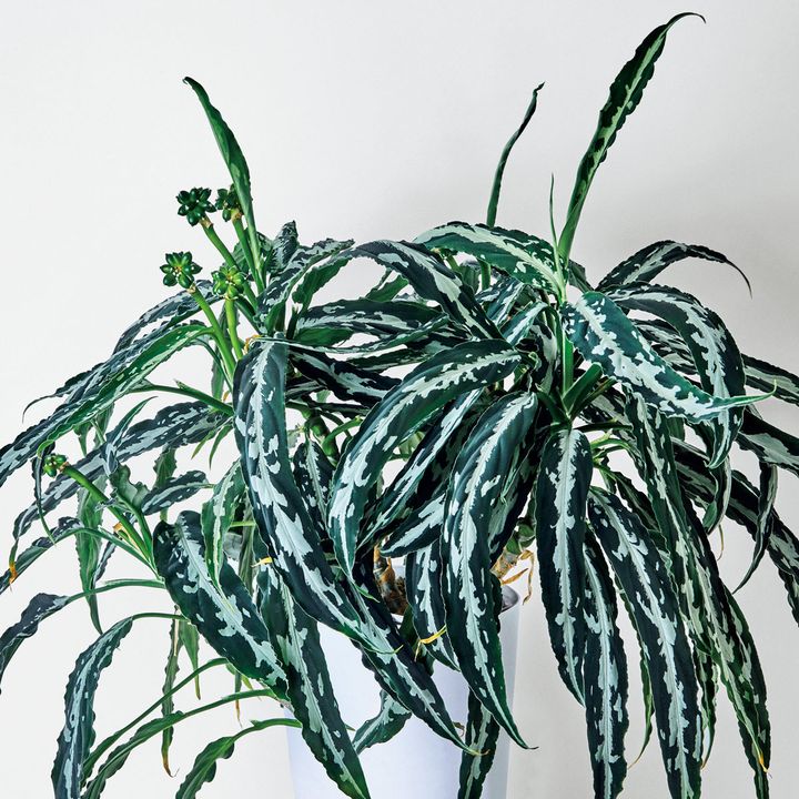 アグラオネマ ピクタム “雷切(らいきり)”