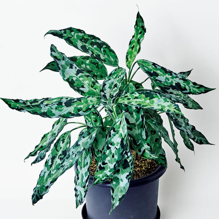 アグラオネマ ピクタム