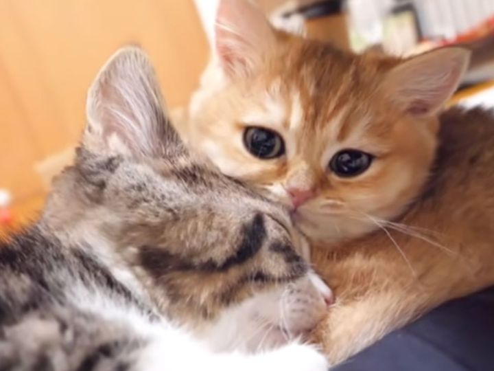 子猫のしっぽで遊ぶ子猫…！